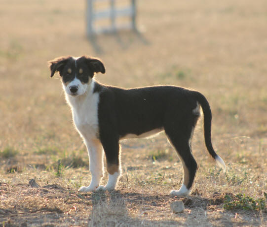 Border collie truffes