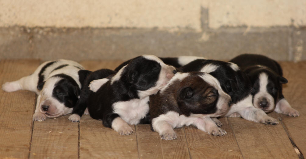 Border collie chiot a vendre.