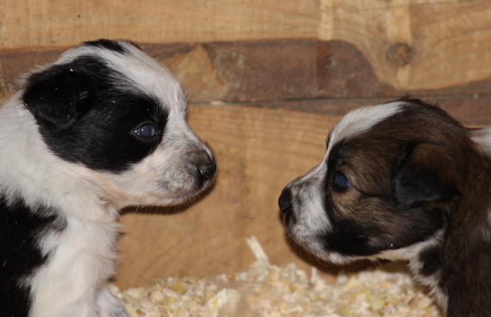 Border collie chiot tricolore  vendre