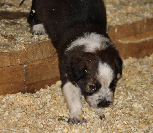 Chiot Border collie robe sable.