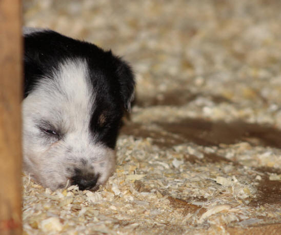 Image chiot Border collie tricolore.