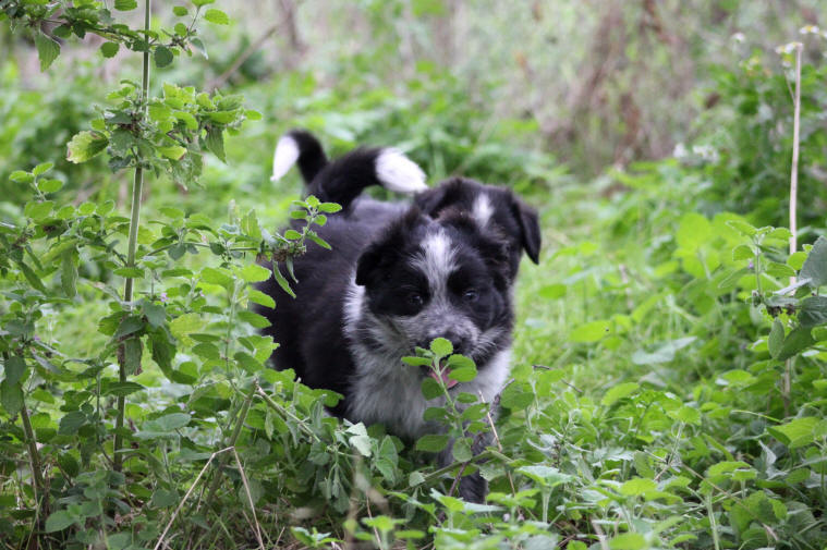 Chiot border collie chez Kergomard