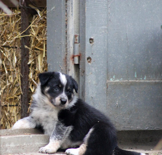 Chienne border collie tricolore  vendre