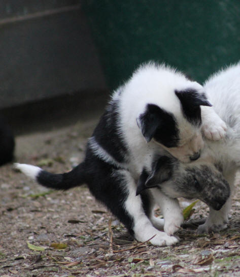 Chiot Border collie Lof