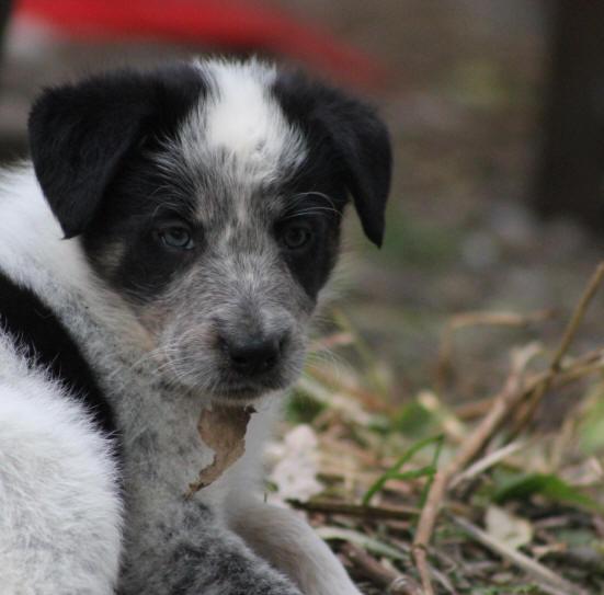 Chiot border collie tricolore