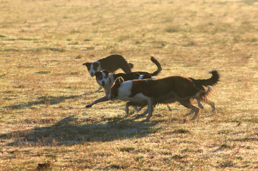 Border collie caractre.