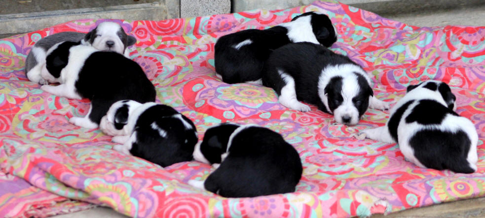 Border collie bleu.