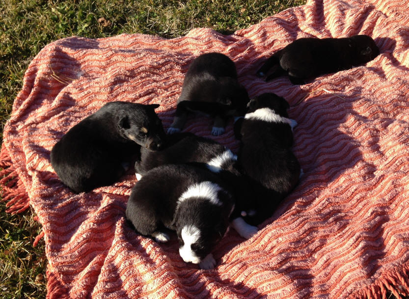 Chiot Border collie  vendre