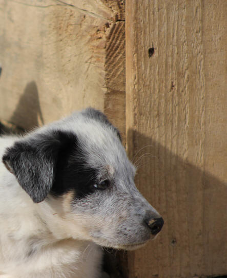 Border collie tricolore Killiebrae