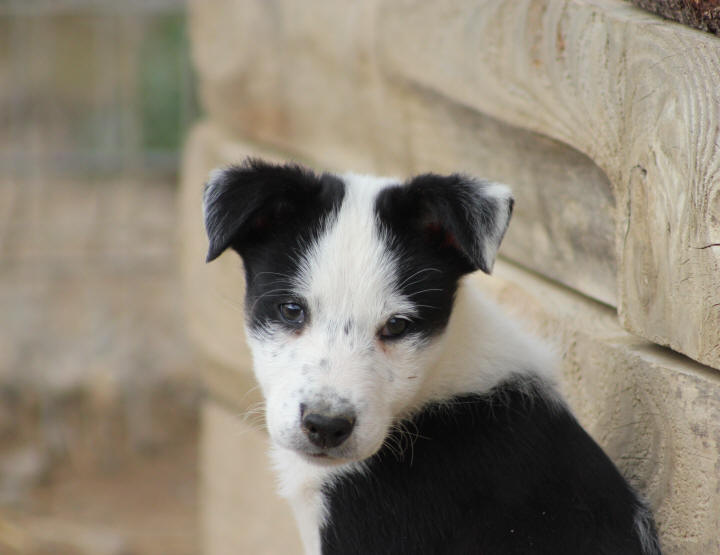 Border collie chiot a vendre.