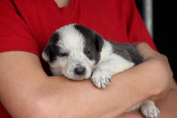 Chiot Border collie Bleu