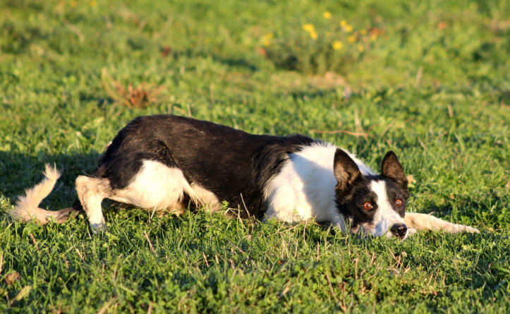 Border collie dress sur moutons