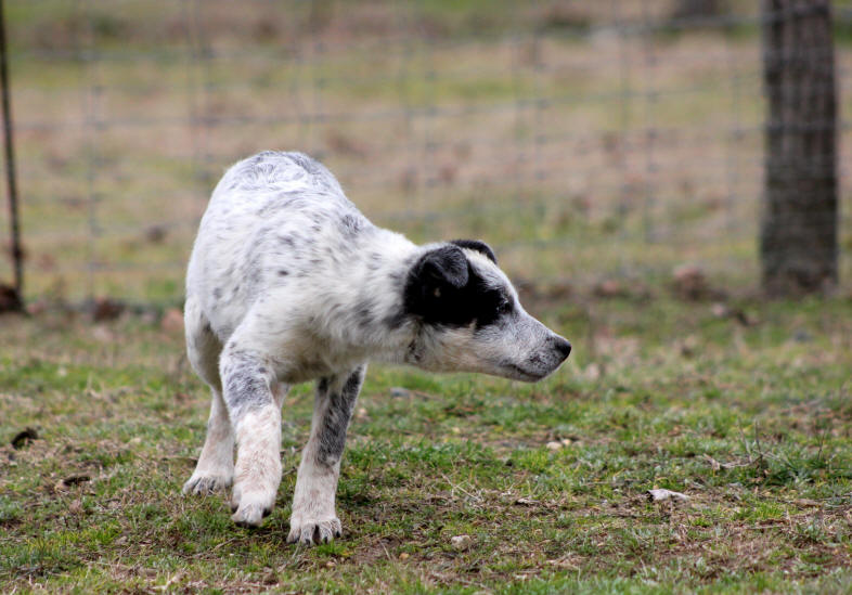 chiot border collie a vendre