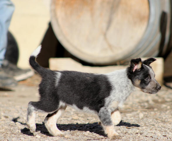 Image chiot Border collie