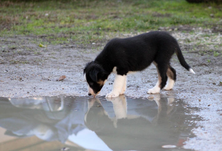 Chienne Border collie tricolore