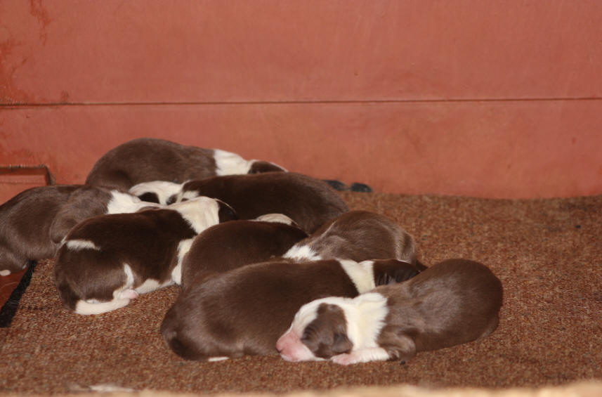 Chiot Border collie rouge  vendre