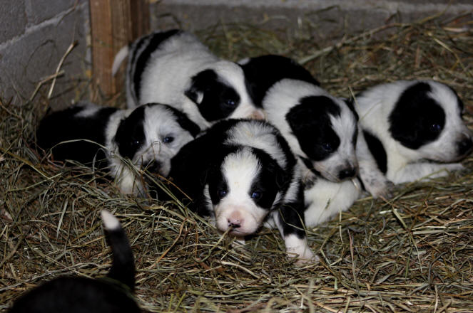 Elevage de Border collie