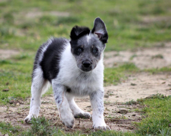 Border collie bleu merle