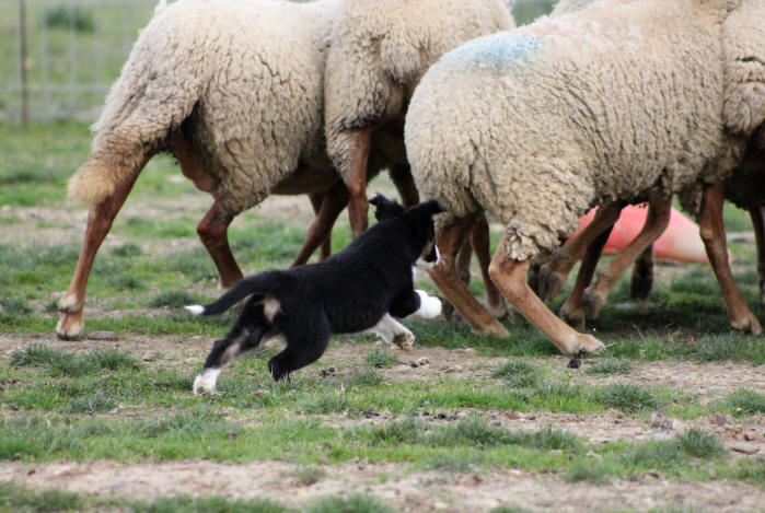 Border collie chiot tricolore a vendre.