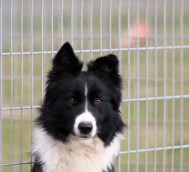 Border collie noir et blanc