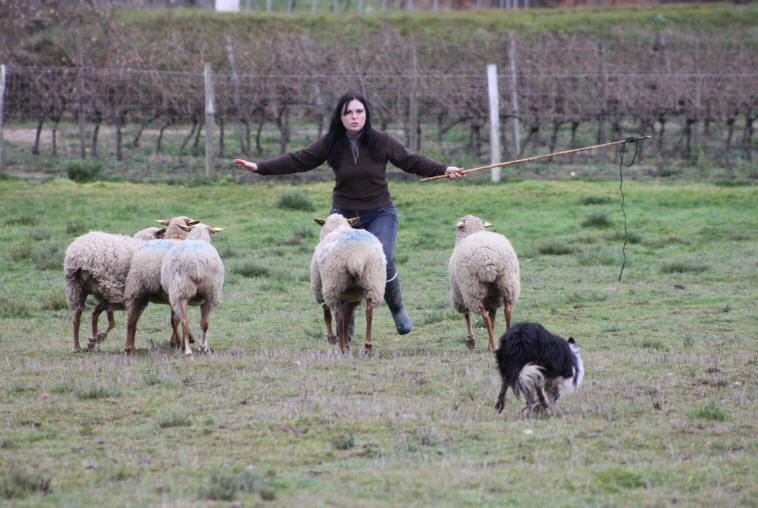 Border collie en Isre