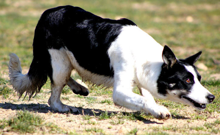 Border collie Lof