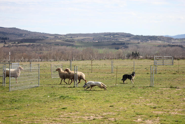 Border collie leveur.