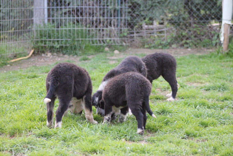 Elevage de Border collie