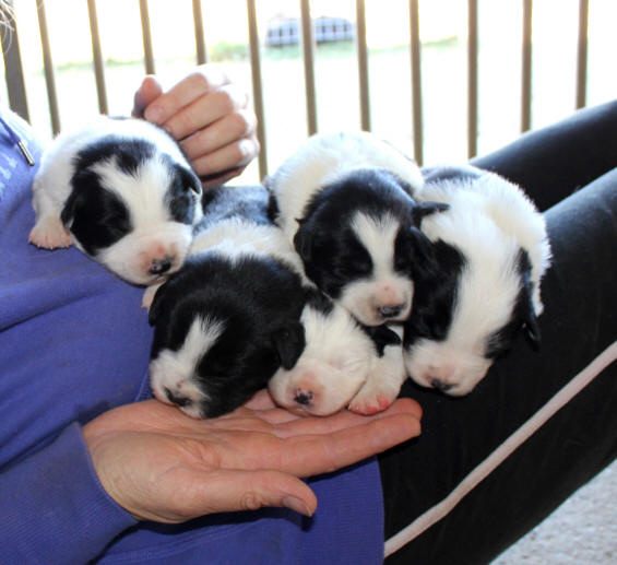 border collie chiot