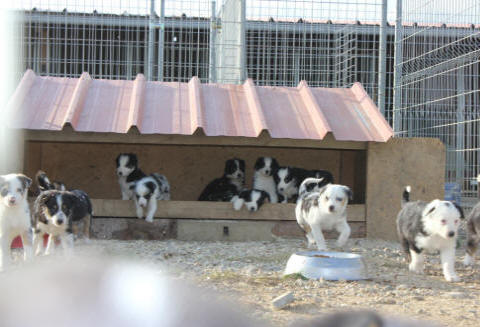 Vend Border collie bleu merle