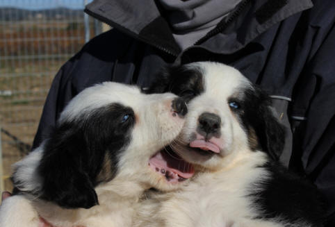 Chiot Border collie tricolore