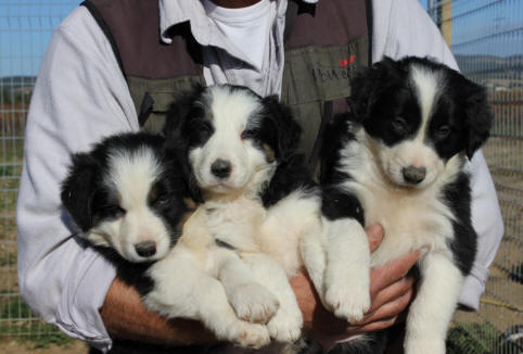 Border collie a vendre