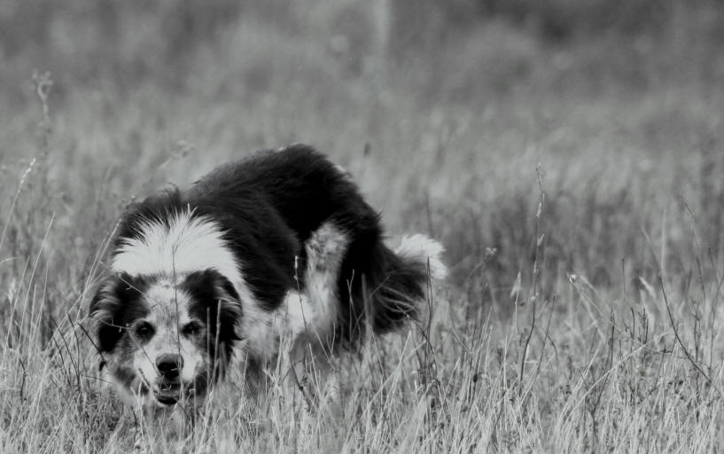 Border collie Aveyron