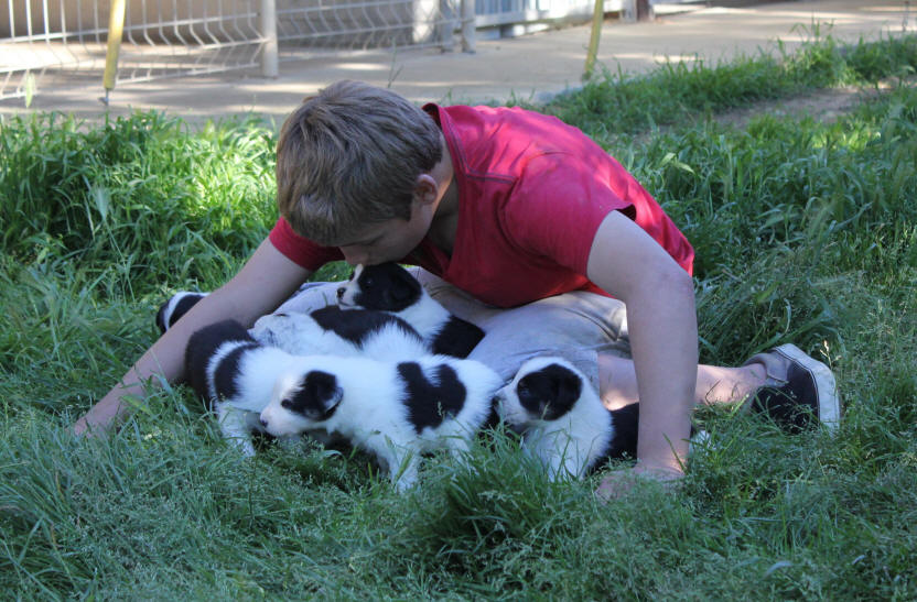 Border collie chiot border collie  vendre.