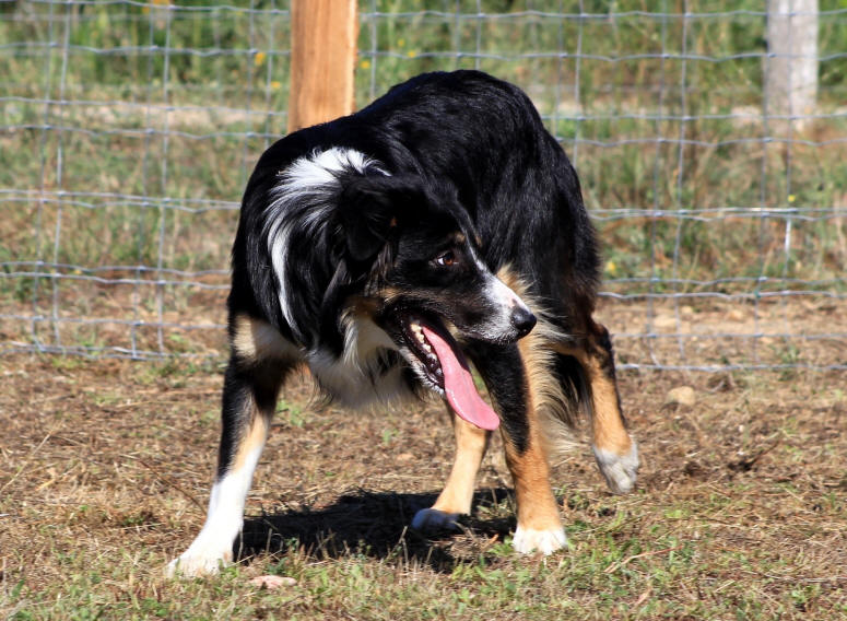 LLanfarian Border collie