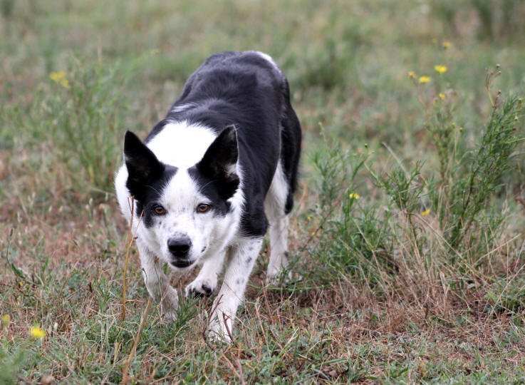 Chienne Border collie noire et blanche  poil ras