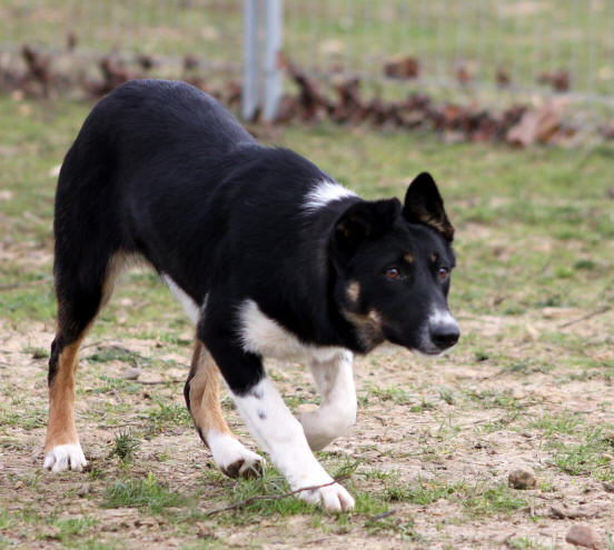 Confirmation du Border collie