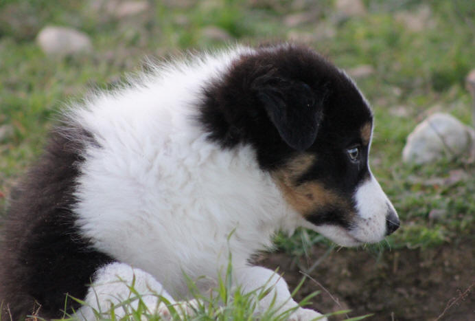 Border collie a donner.