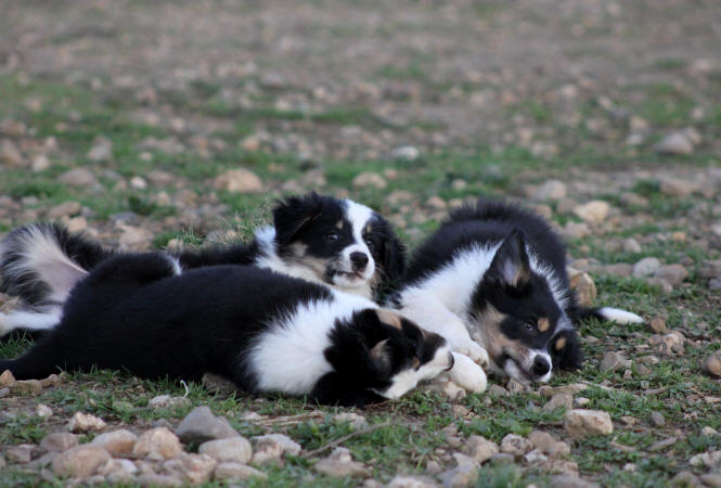 Chiot border collie a vendre