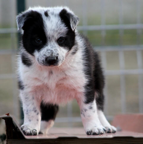 Chiots Border collie  vendre