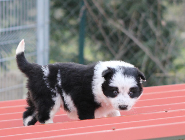 Elevage de Border collies.