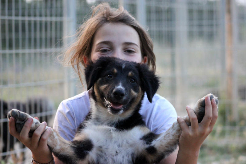 Confirmation Border collie