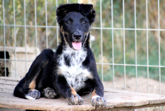 Chiot Border collie tricolore