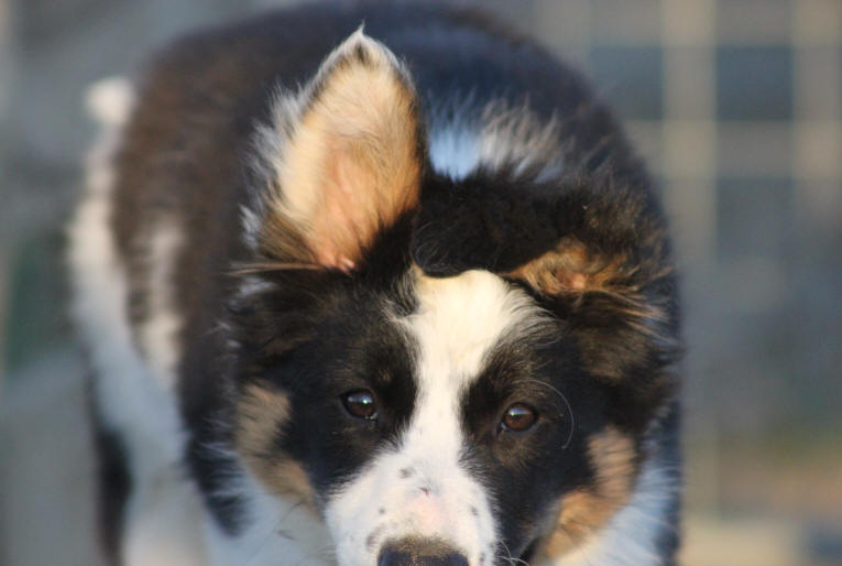 Border collie tricolore. 