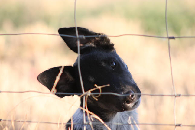 Chienne Border collie tricolore  vendre