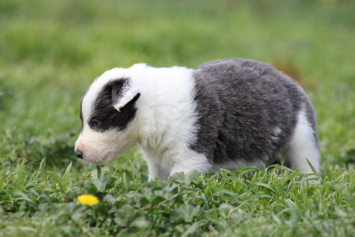 chiot border collie bleu  vendre