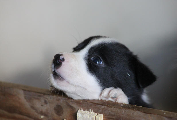 chiot border collie a vendre