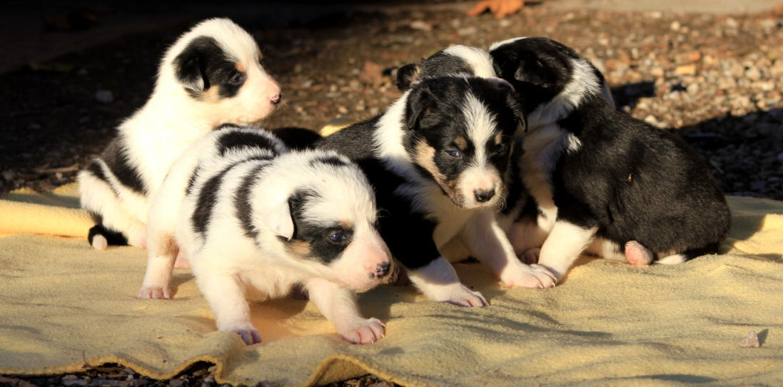 Chiot Border collie  vendre