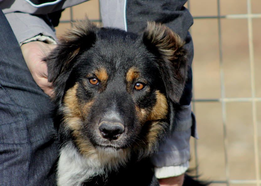 Image Border collie tricolore