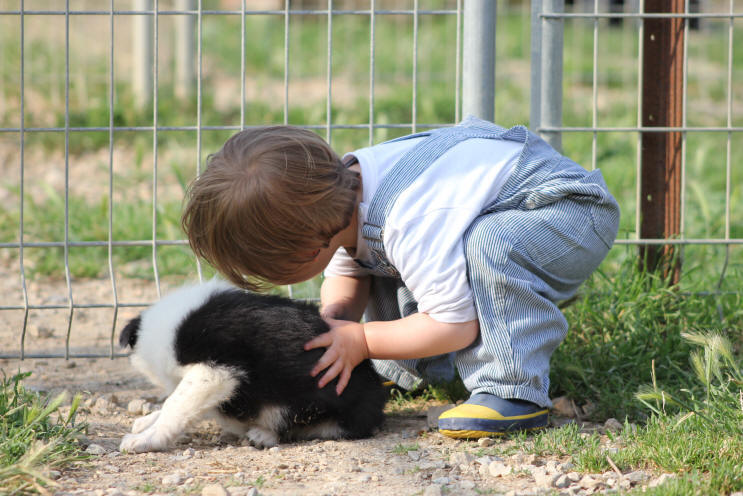 Image chiot Border Collie